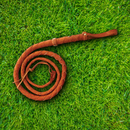 Denix Top Grain Bullwhip Tan Leather One Piece Construction 72" overall Bull Packed 011