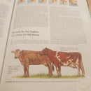 Back To Basics Book Traditional Skills Buying / Working Land Livestock Energy 314 -Books - Survivor Hand Precision Knives & Outdoor Gear Store